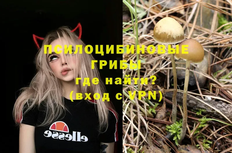 купить  цена  Бикин  мега tor  Псилоцибиновые грибы Psilocybine cubensis 